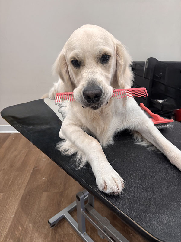 a puppy with a comb in its mouth
