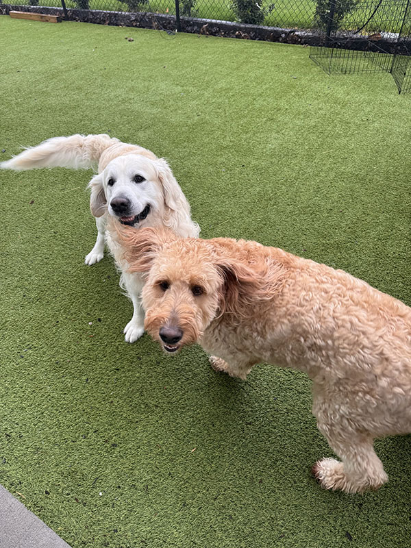 Two dogs playing outside