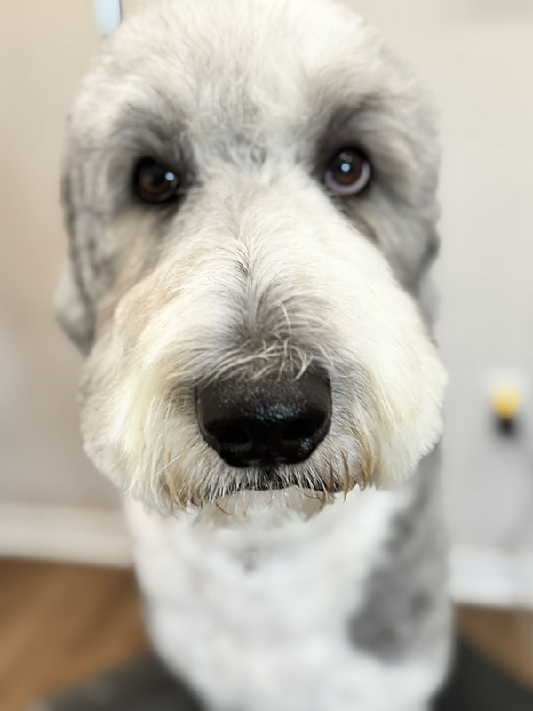 A closeup of a dog with a newly trimmed coat