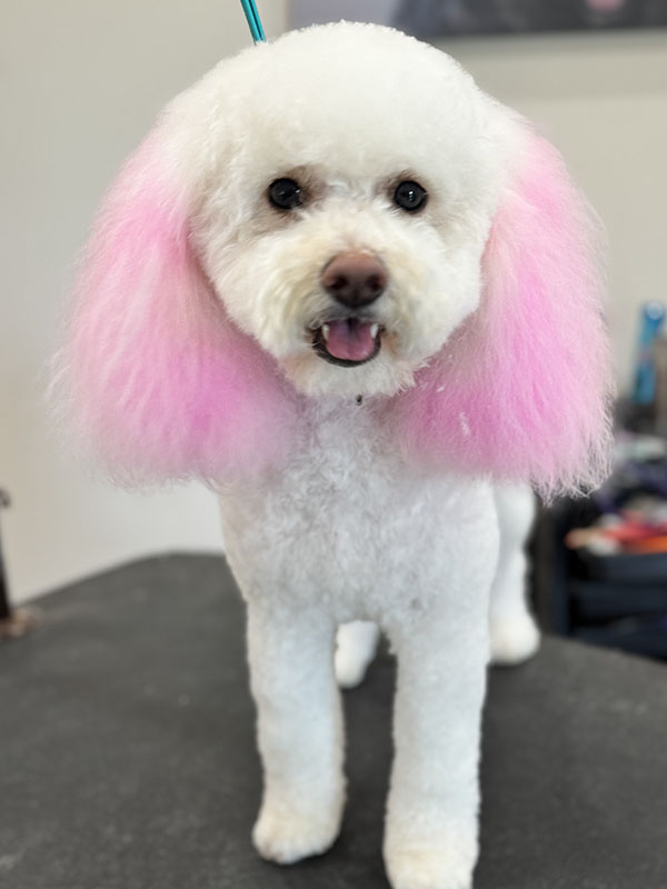 A poodle with pink hair