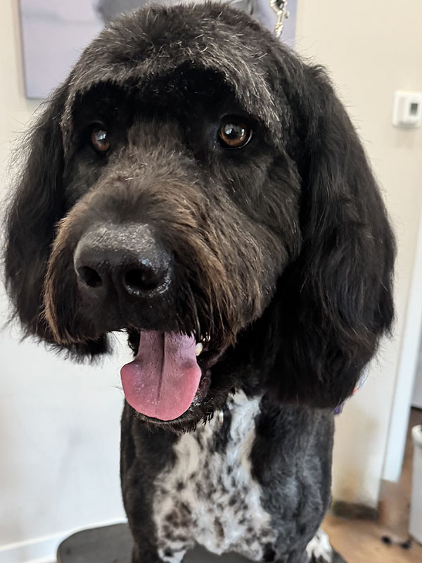 A black and white dog with a fresh haircut