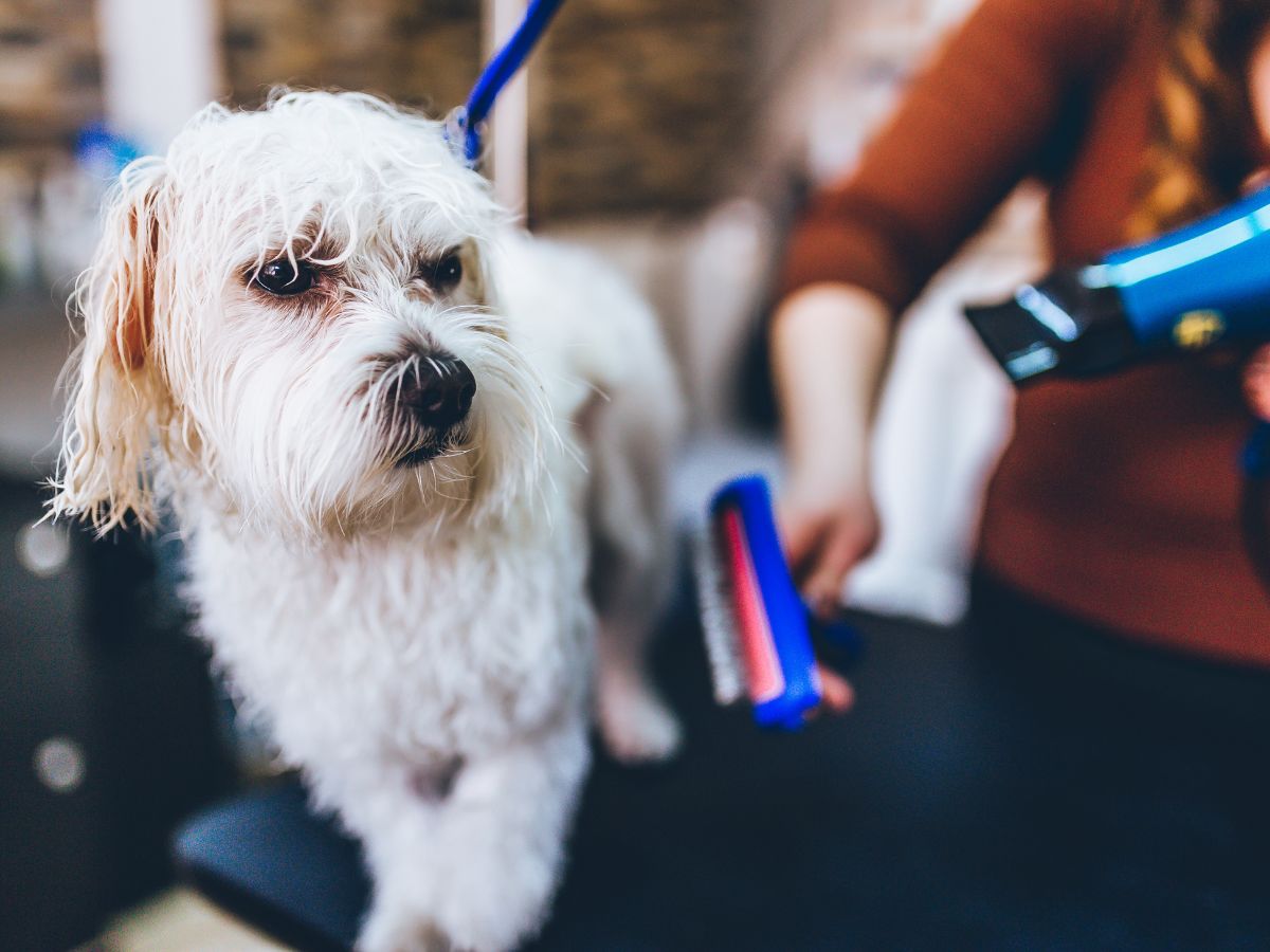 dog-after-bath-blowdry nail trim