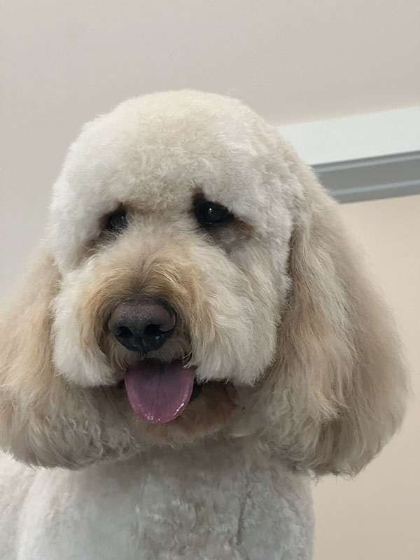 A fluffy white dog