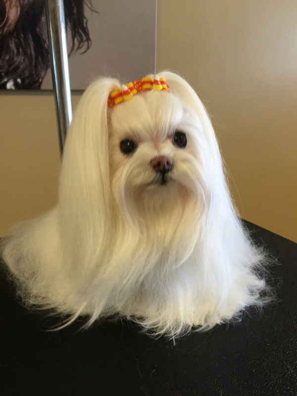 A long-haired white dog sitting on a black table