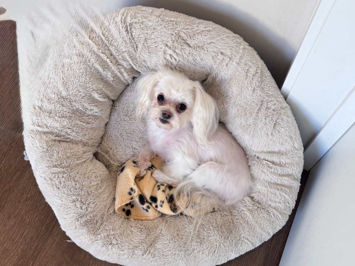 puppy lying on a bed