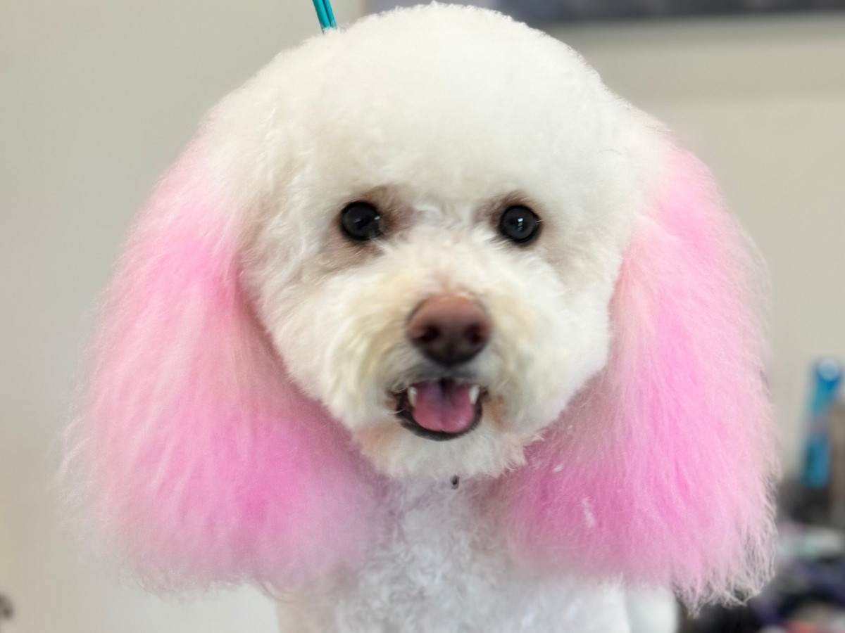 a poodle with pink hair