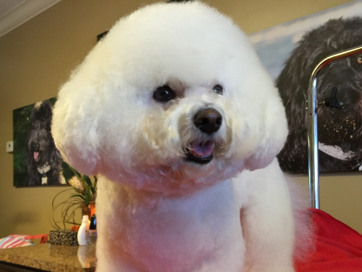 a white poodle sitting on a salon table