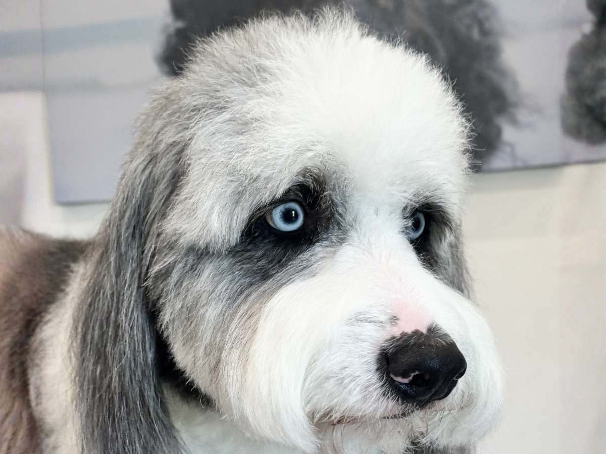 grooming pricing A long-haired dog with striking blue eyes