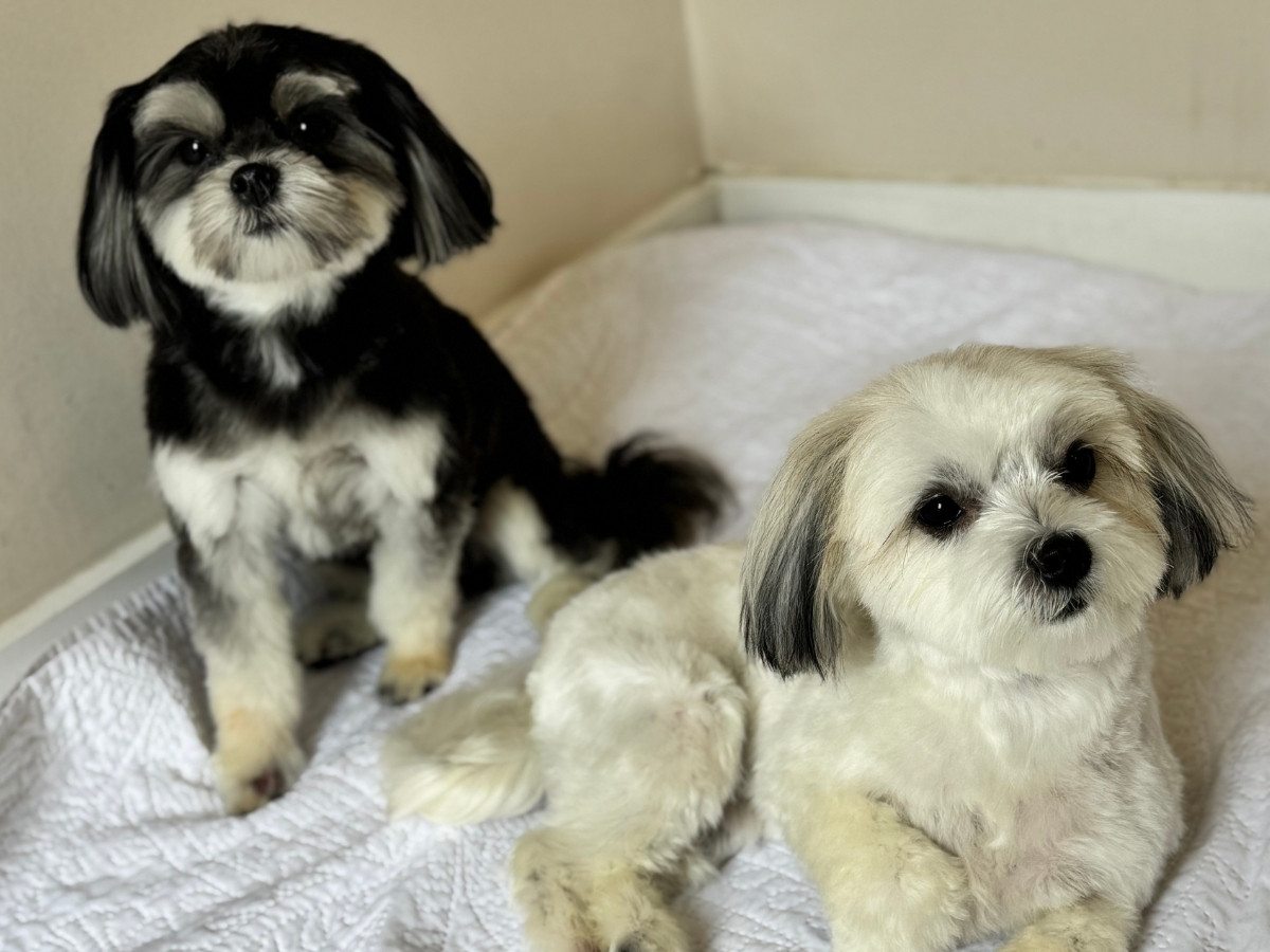 grooming services-1 two small dogs sitting together on a cozy bed
