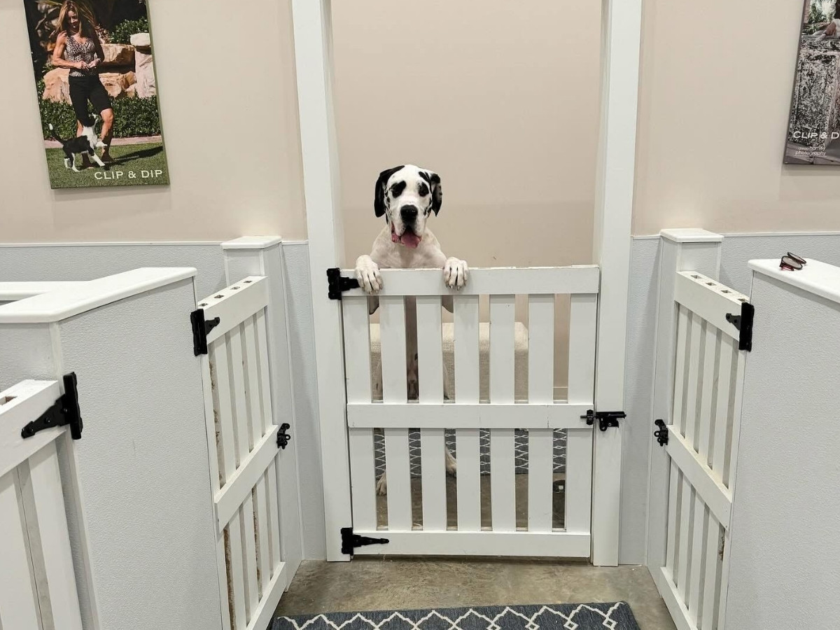 a dog stands at a dog gate, looking into a room