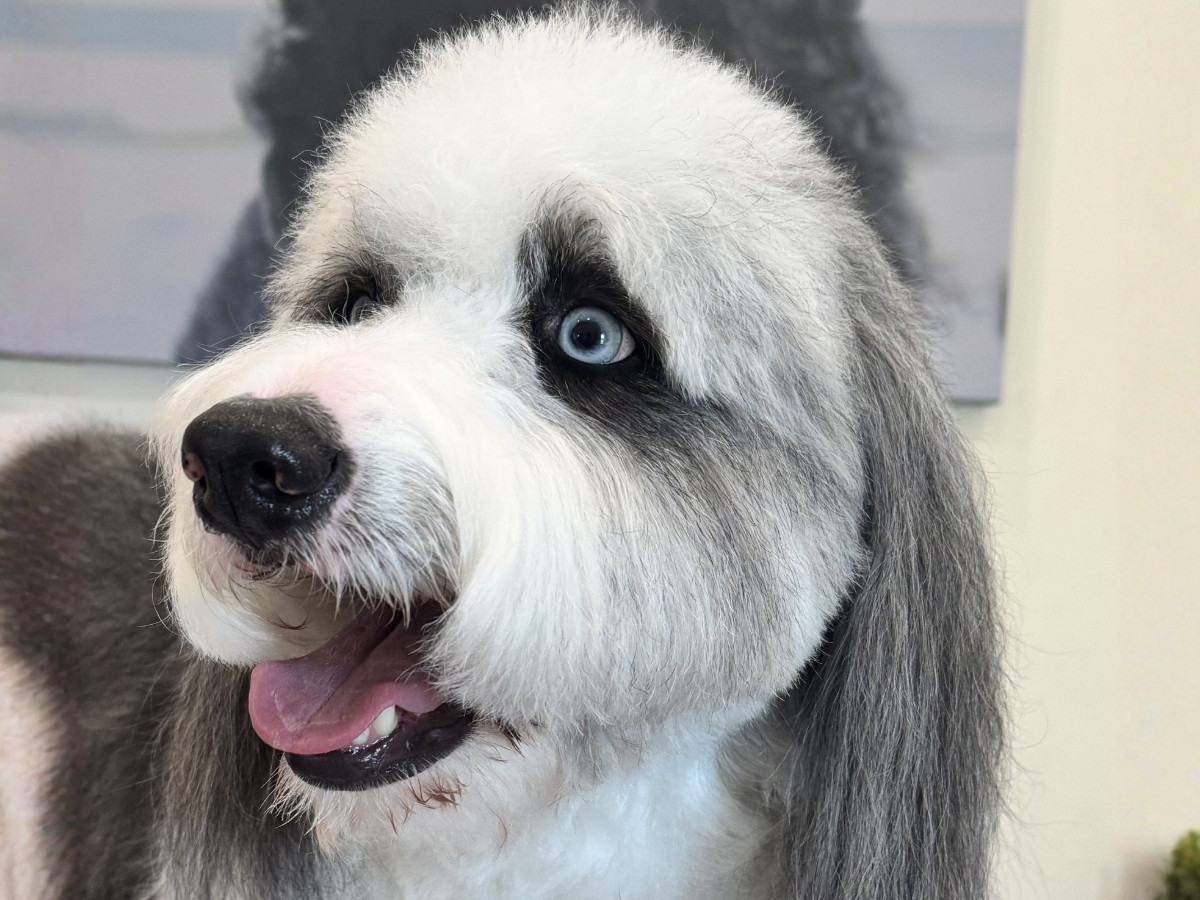 A dog with long, flowing white and gray fur