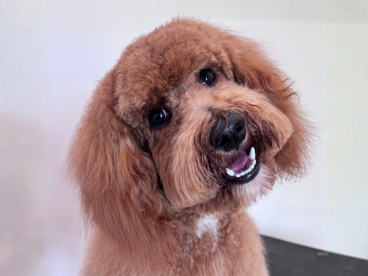 services grooming a cheerful brown dog smiling widely