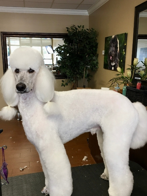 A poodle stands in a brightly lit salon